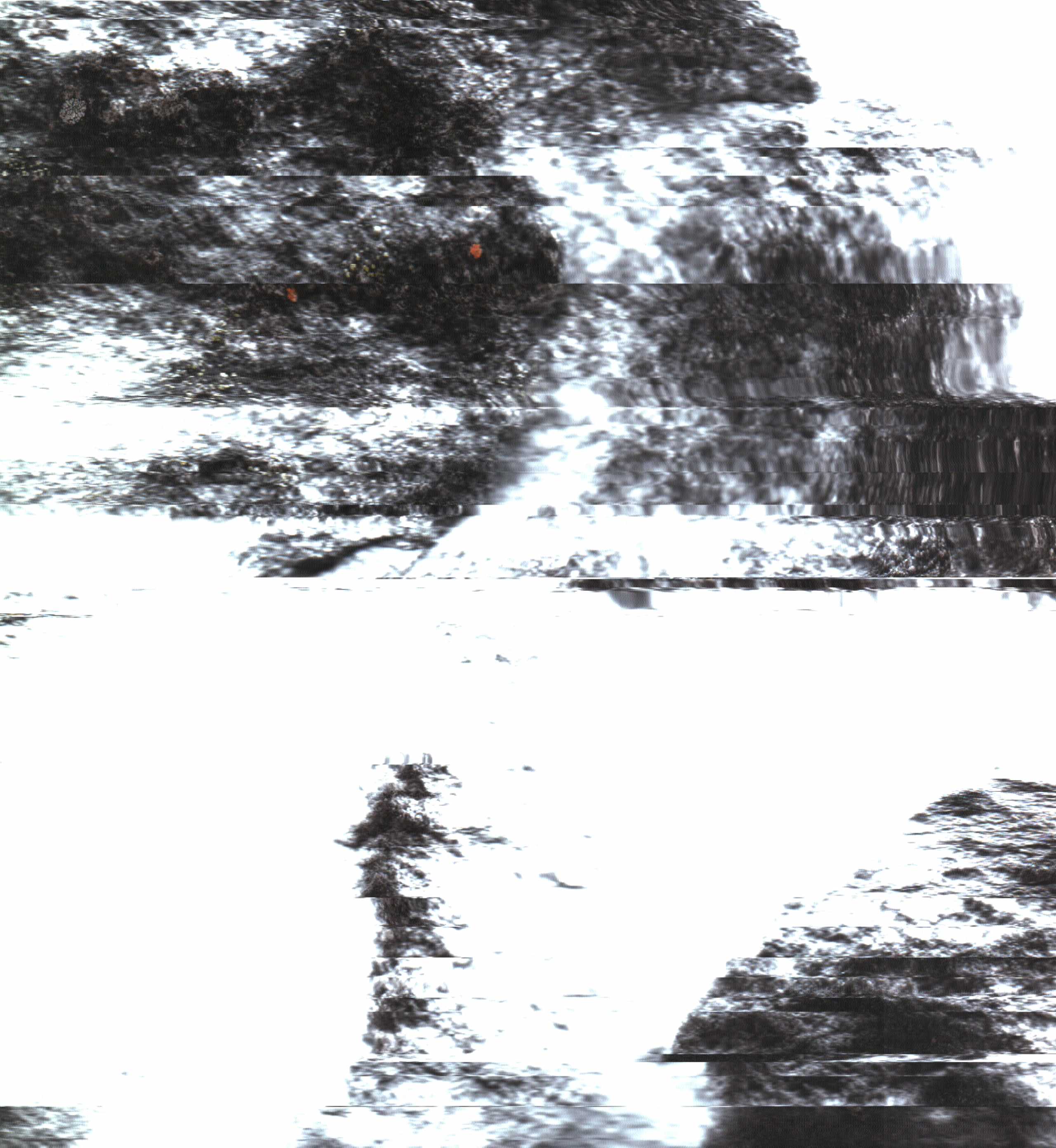 The Rock Scans