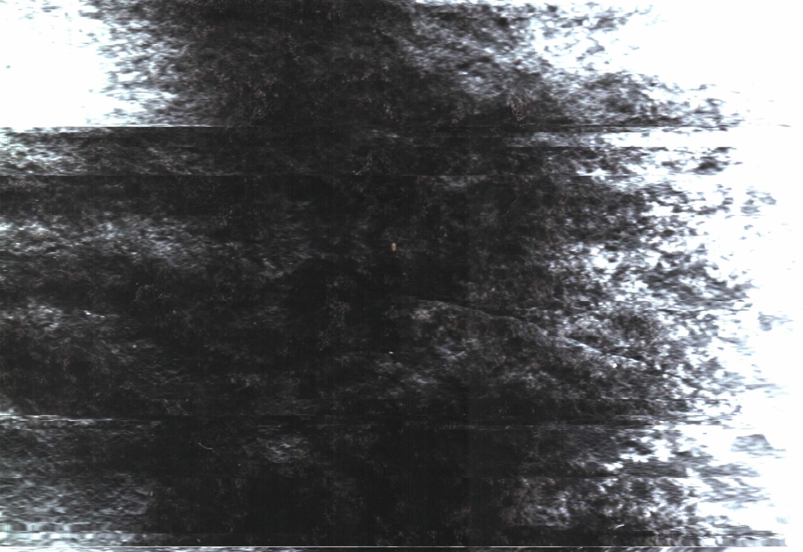 The Rock Scans