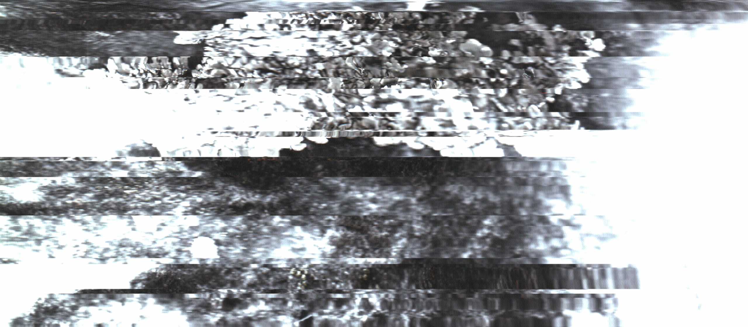 The Rock Scans