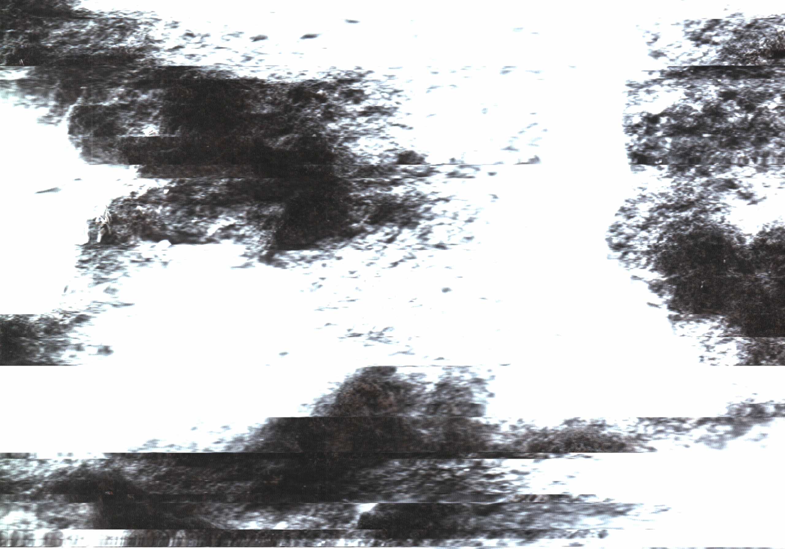 The Rock Scans
